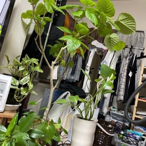 観葉植物　ウンベラータ　　おまけの観葉植物　お値下げしました！