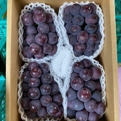 【進物用にオススメ！】🍇ピオーネ2kg3,400円！！