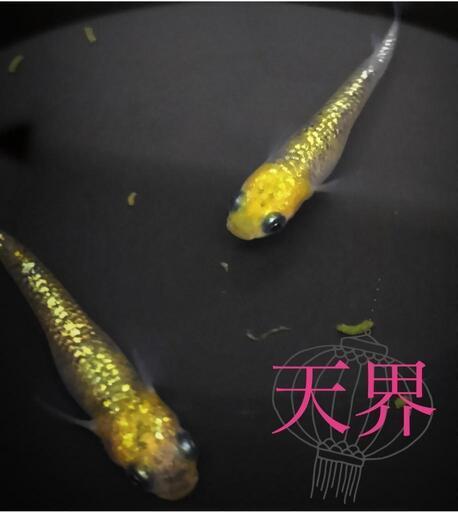 若魚1ペア 天界 高級メダカ 鉢底 田神のその他の中古あげます 譲ります ジモティーで不用品の処分
