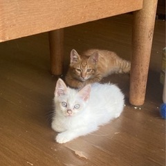 にゃんこねくと 8/21 保護猫里親会 − 山形県