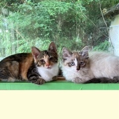 にゃんこねくと 8/21 保護猫里親会 - その他