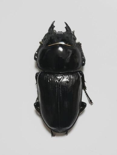 オオクワガタ 新成虫 ♀単品