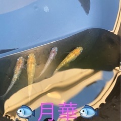 🐟月華　　メダカ🐟