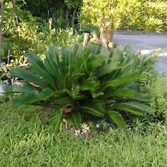 ソテツ　蘇鉄　庭木　植物