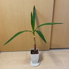 観葉植物　ユッカお譲りします