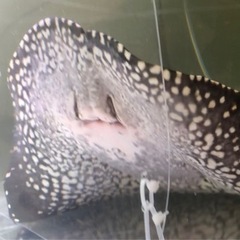 激安！品川血統受け継ぐ♀ダイヤモンドポルカ！淡水エイ熱帯魚