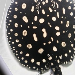 激安！品川血統受け継ぐ♀ダイヤモンドポルカ！淡水エイ熱帯魚