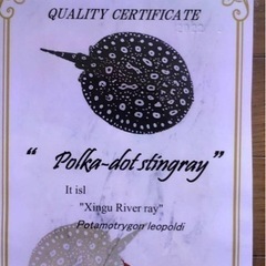 激安！品川血統受け継ぐ♀ダイヤモンドポルカ！淡水エイ熱帯魚