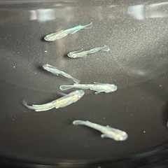 マリアージュロングフィン2ペア（雄2雌2）最後の写真は親魚です。