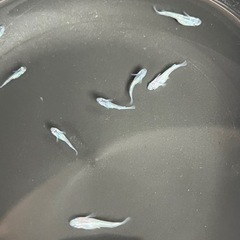 サファイア　若魚2ペア（雄2雌2）最後写真は親魚になります。