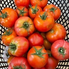 トマト1キロ　無農薬
