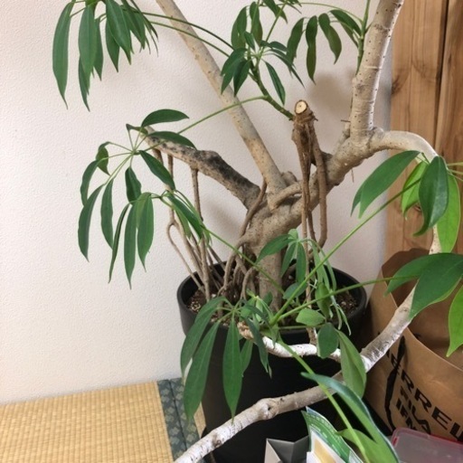 観葉植物 大型シェフレラ