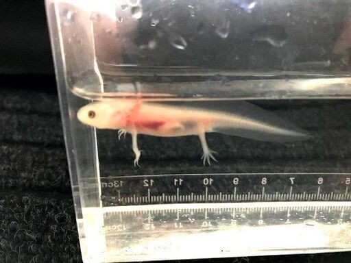 ウーパールーパーリューシ5センチ以上の安心サイズ1匹激安５００円メダカ めだか と混泳不可 Yamachan 新清洲のその他の中古あげます 譲ります ジモティーで不用品の処分