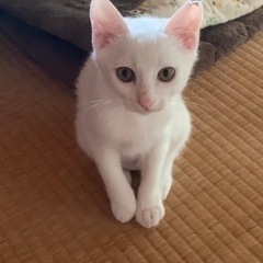 とっても美猫　白猫親子家族募集！