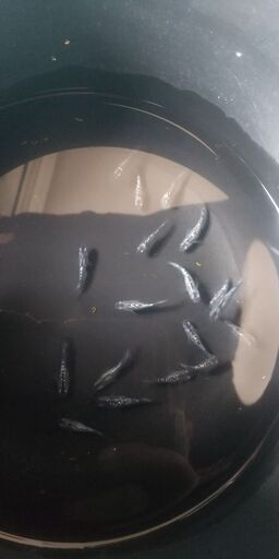 【セレクトメダカ】ブラックダイヤ背ラメ強