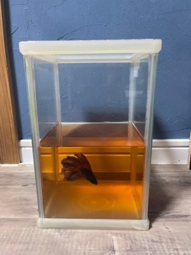 ニッソー コンパクト水槽 アクアリウムタンクcu S ベタ しゅん 新潟のその他の中古あげます 譲ります ジモティーで不用品の処分