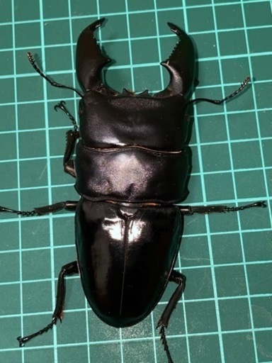 【交渉中】スマトラオオヒラタ　成虫ペア②   クワガタ.カブトムシ