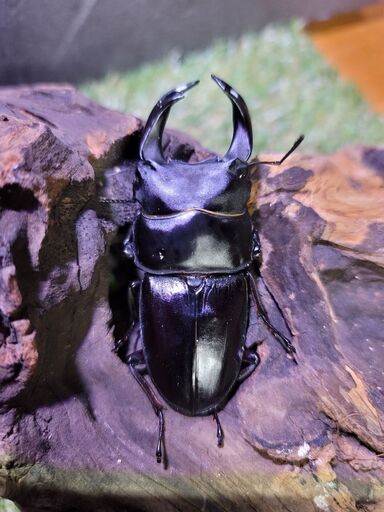 クワガタ成虫\u0026幼虫色々詰め合わせ おまけ付き