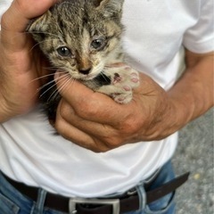 今年生まれた子猫たち