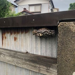 【鶴岡市】ハチの巣駆除やります。