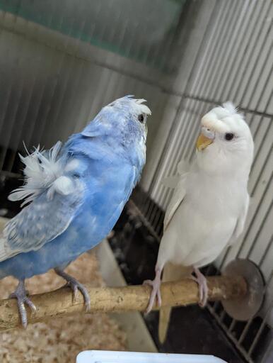 羽衣セキセイインコ様々います。