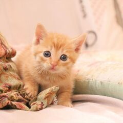 生後一か月弱、とっても可愛いヨチヨチ歩きの茶トラ赤ちゃん猫を保護...