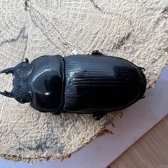 国産オオクワガタ　能勢SRペアNo.3