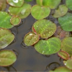 水辺植物　水上葉　フィランサス　フルイタンス（無農薬）（30株）