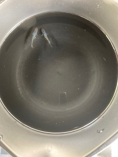 【お盆セール開催中】令和黒ラメ幹之サファイア系 極上種親候補 1ペア 10000円【全20種以上】めだか メダカ