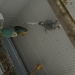 セキセイインコ4羽