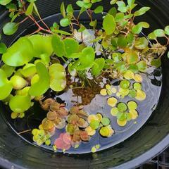 ビオトープ 睡蓮鉢付き水草5種スターターセットa 希望の方にはメダカ サービス 猫屋敷 戸出の家具の中古あげます 譲ります ジモティーで不用品の処分