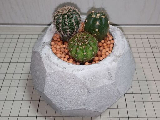 無料 自作セメント鉢 サボテン Dansree 中村橋のその他の中古あげます 譲ります ジモティーで不用品の処分