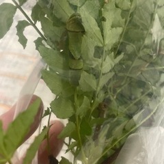 至急！札幌市近郊で山椒の葉を譲って下さい！！