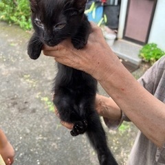 子猫（3ヶ月）飼い主募集中です - 里親募集