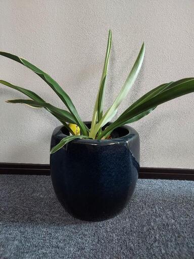 観葉植物に フツーの植木鉢をグレードアップできる陶器の入れ物 ゆきお 西大路の家具の中古あげます 譲ります ジモティーで不用品の処分