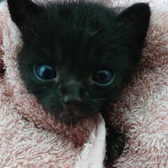 黒猫の赤ちゃん2匹  生後3～4週ぐらい里親さん募集