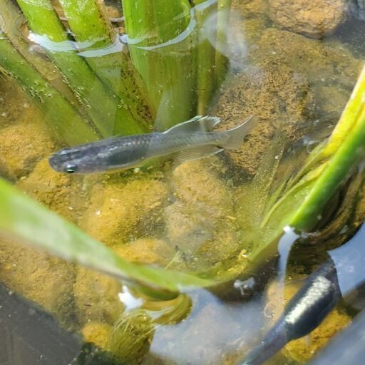 めだか 禅 超極みブラック厳選親魚から産まれた禅の有精卵35個を御譲り致します えいる 長府のその他の中古あげます 譲ります ジモティーで不用品の処分