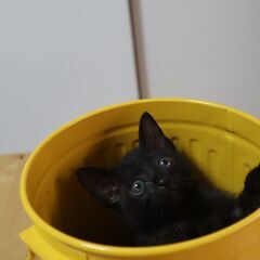 【お話中】ひょうきんな性格　黒猫生後1ヶ月 - 猫