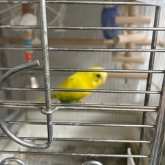 黄色いセキセイインコです