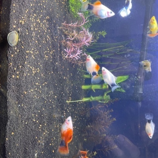 熱帯魚差し上げます写真に写っているオレンジと白の名前は忘れてしまいましたが何匹かいます すごく元気です グッピーだけ残したいのでお譲りします とし 久宝寺のその他の中古あげます 譲ります ジモティーで不用品の処分