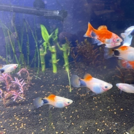 熱帯魚差し上げます写真に写っているオレンジと白の名前は忘れてしまいましたが何匹かいます すごく元気です グッピーだけ残したいのでお譲りします とし 久宝寺のその他の中古あげます 譲ります ジモティーで不用品の処分