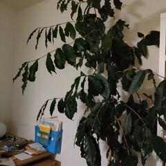 コーヒーの木　観葉植物　約180cm
