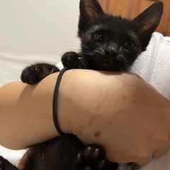 黒の子猫です