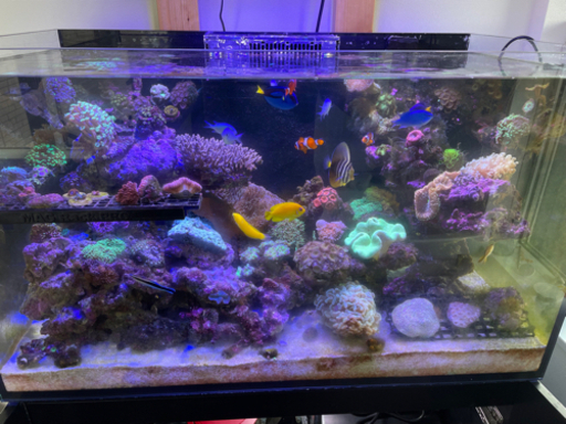 アクロ 海水魚 ６０ｃｍ水槽セット サンゴ簡易育成コンプリート 海水アクアリウム 水槽 他１１点 プロ推奨セット ６０ｈｚ西日本用 本州四国限定 チャーム Charm Paypayモール店 通販 Paypay いください