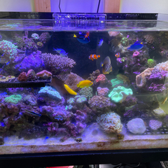 値段変更】海水魚・サンゴセット 生体のみ アクアリム 観賞魚
