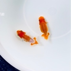 金魚【らんちゅう当歳4尾セット】040813A