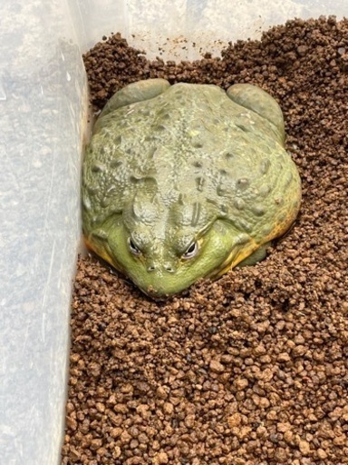 アフリカウシガエル