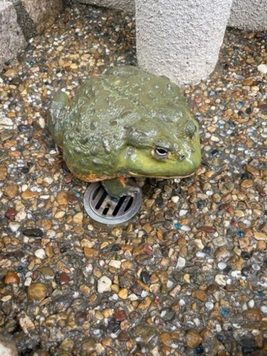 アフリカウシガエル