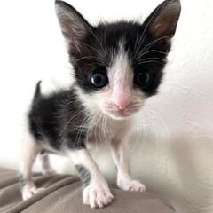 愛嬌抜群かわいい♀珊瑚ちゃん − 山口県