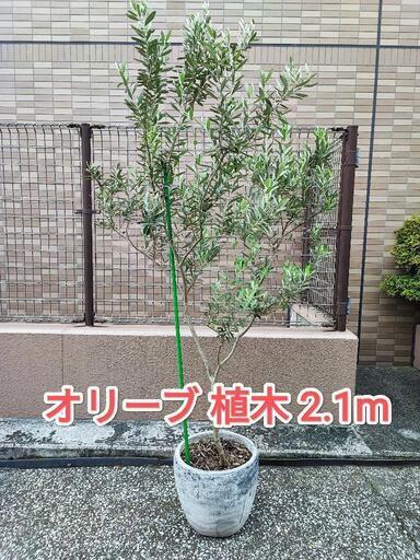 オリーブの植木 (抜き苗でお渡し)